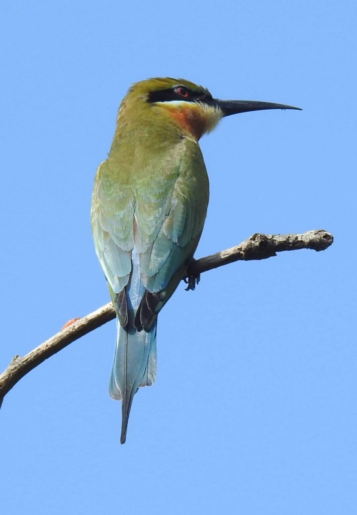නිල් කුරුමිනි-කුරුල්ලා / මහ කුරුමිනි-කුරුල්ලා / Blue-tailed Bee-eater